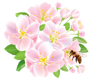 apple blossom with a bee